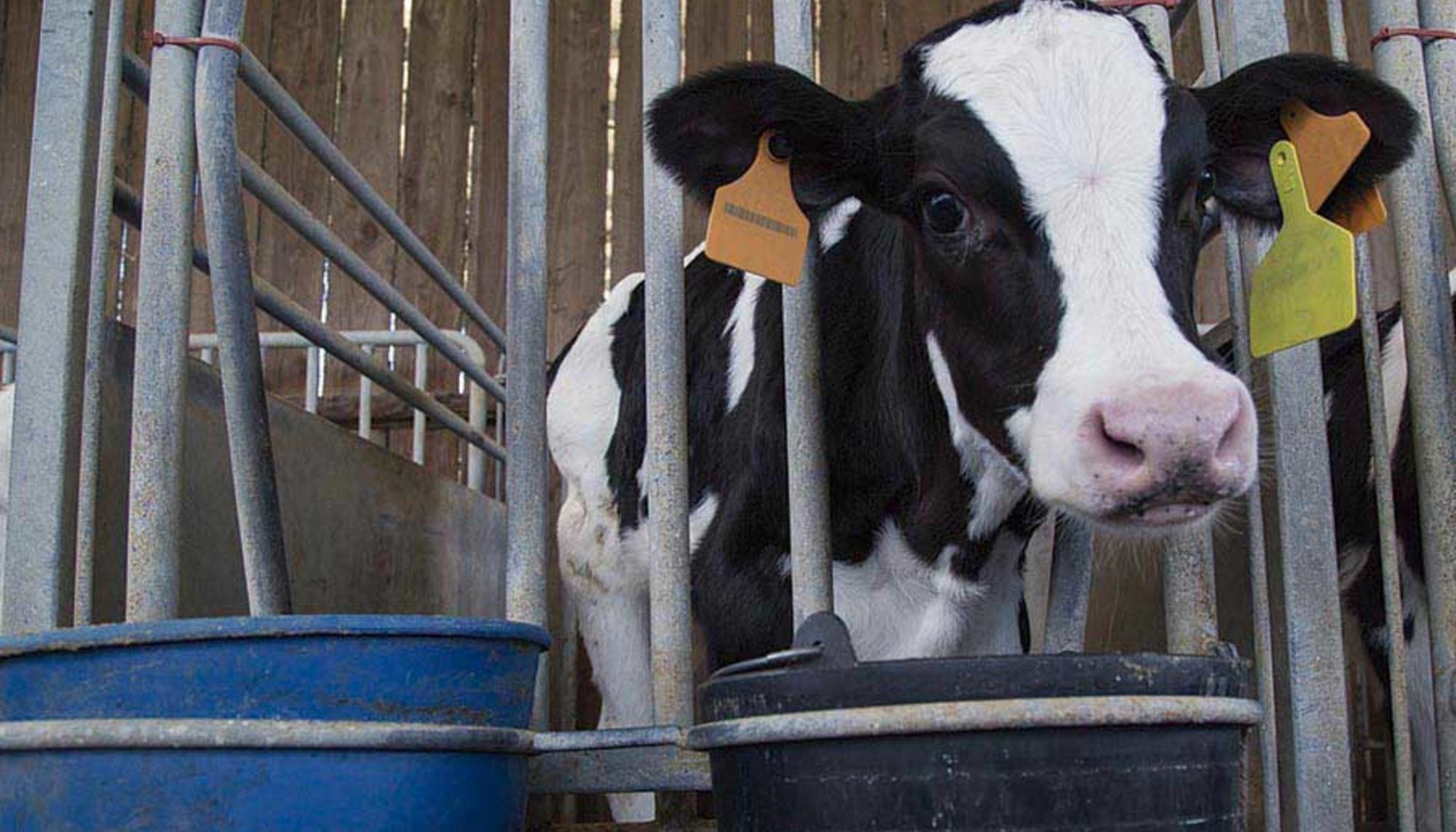 ¿Se ha rendido el movimiento de derechos animales?